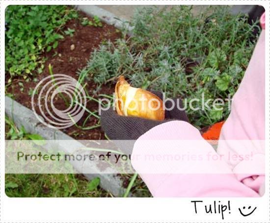 tulip