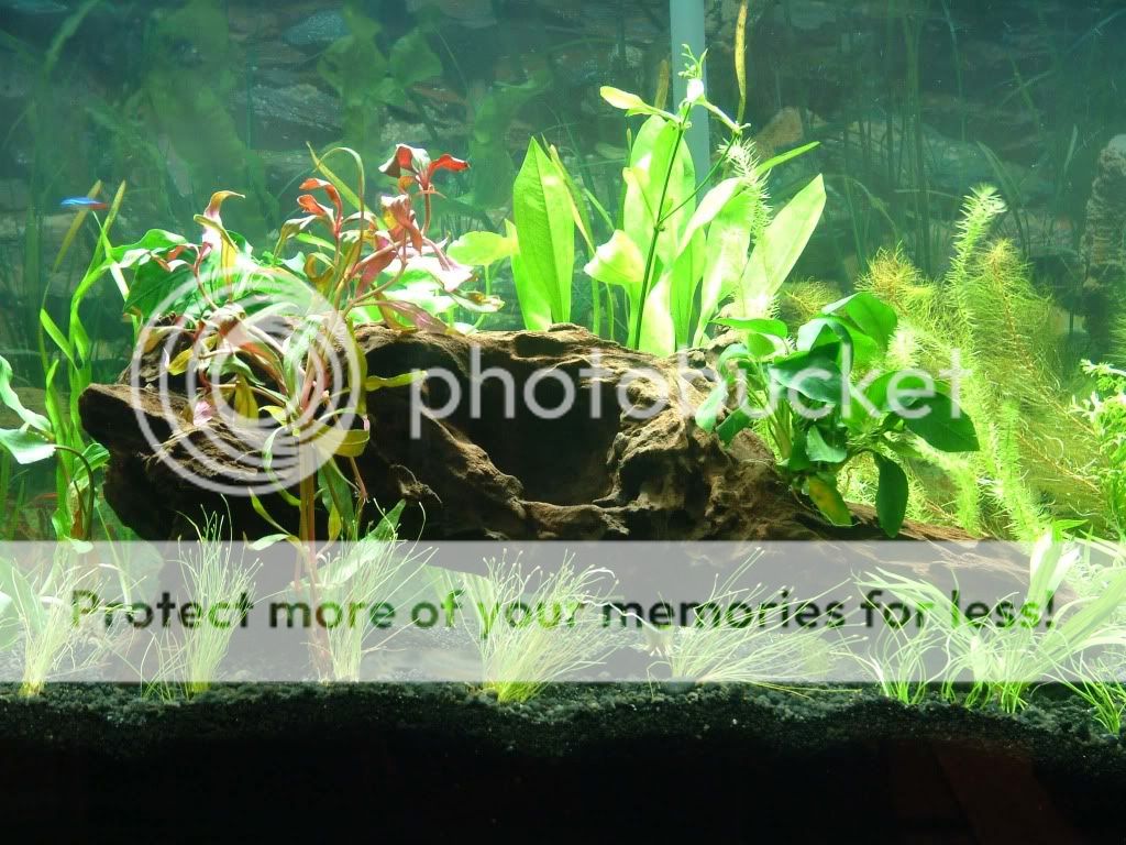 Planted tank with Undergravel Filter The Planted Tank Forum