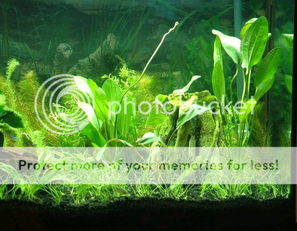 Planted tank with Undergravel Filter The Planted Tank Forum