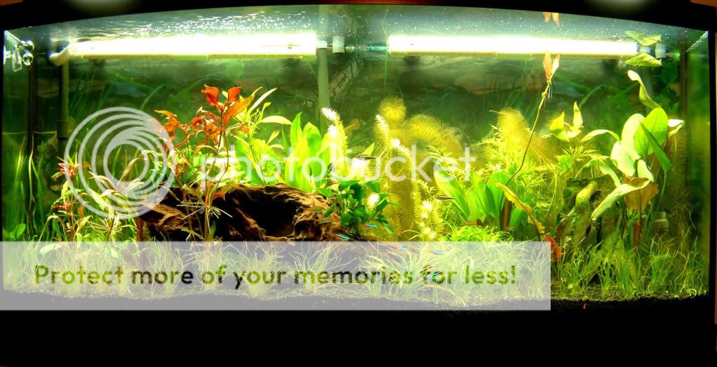 Planted tank with Undergravel Filter The Planted Tank Forum