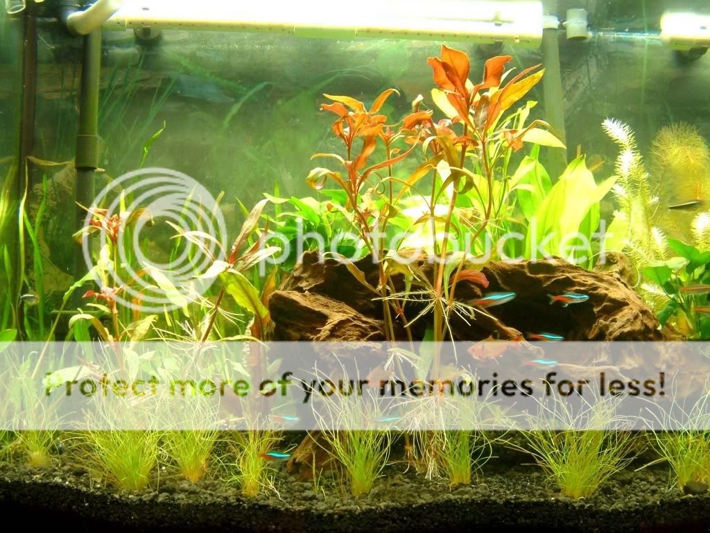 Planted tank with Undergravel Filter The Planted Tank Forum