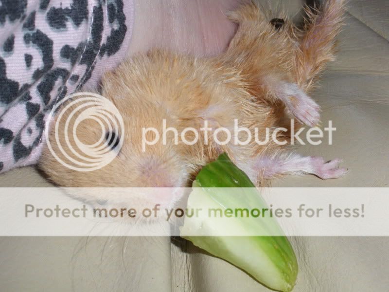 URGENT Hamster seizure, spinal deformity, & dying UK Pet Forums Forum