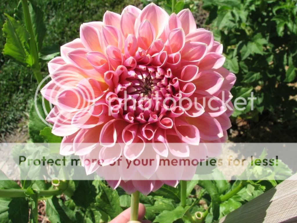 Dahlias