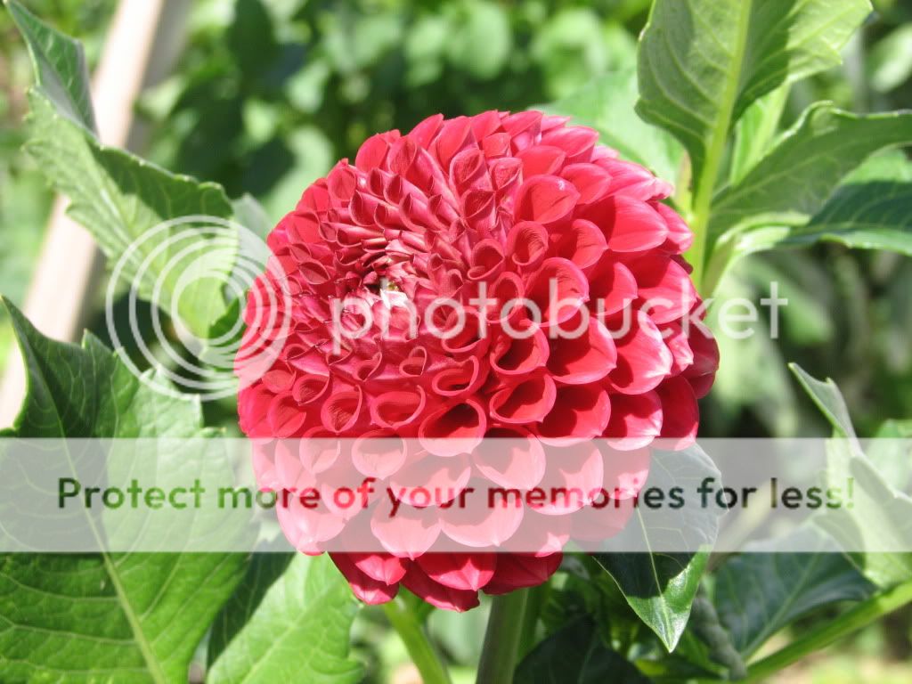 Dahlias
