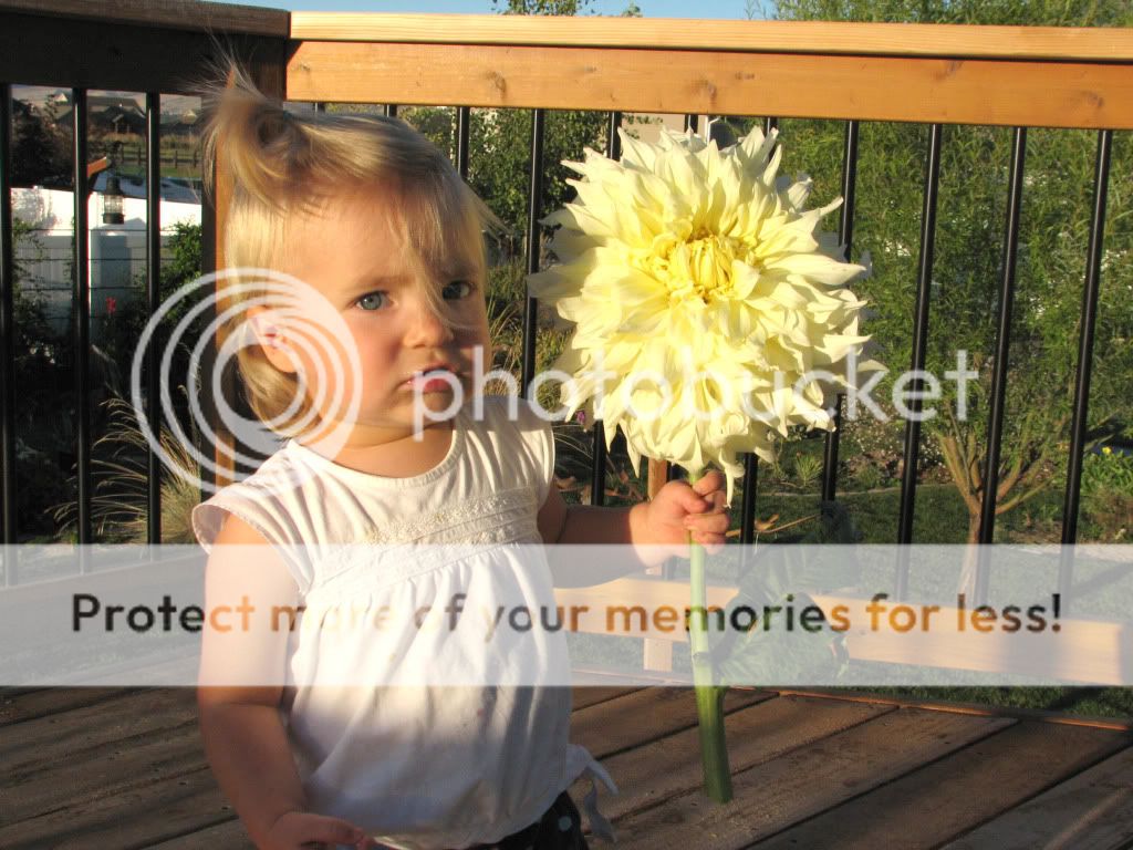 Laelia with Wynns Conquistador