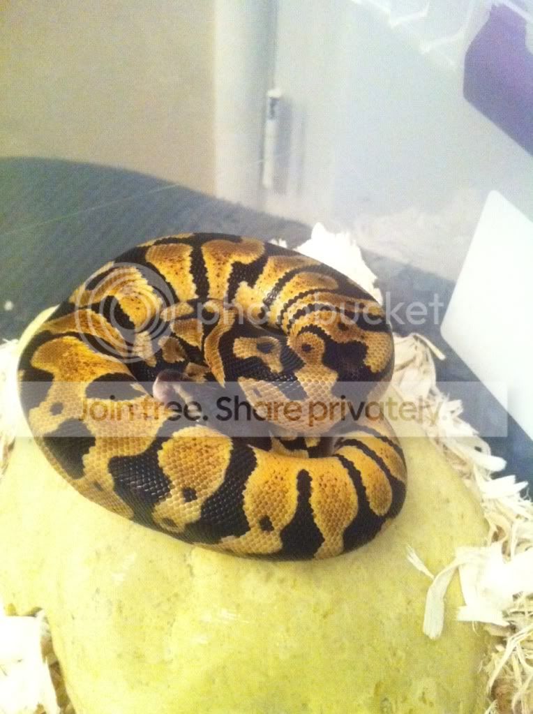 ballpython.jpg