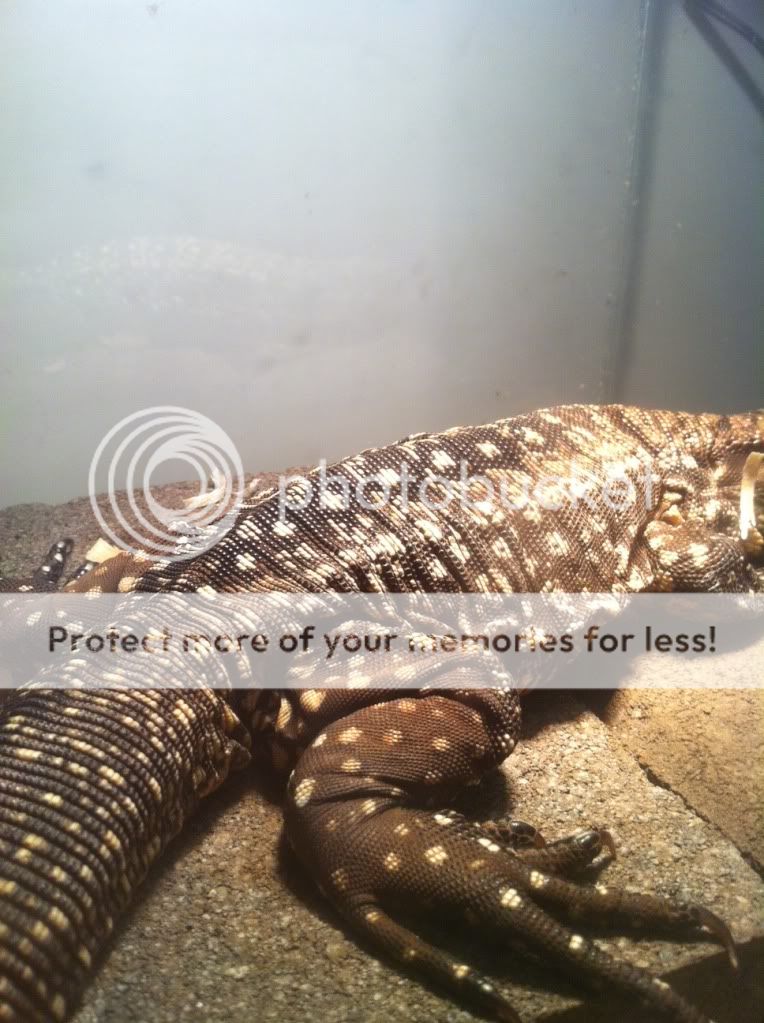 tegu2.jpg