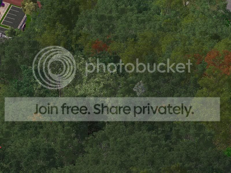 tree.jpg