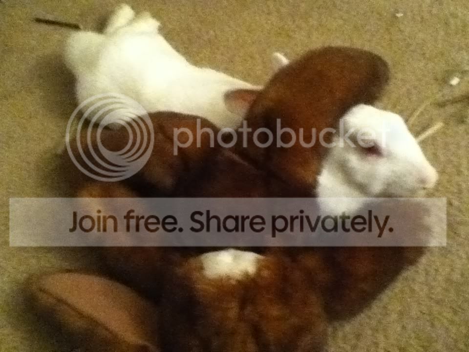 Photobucket